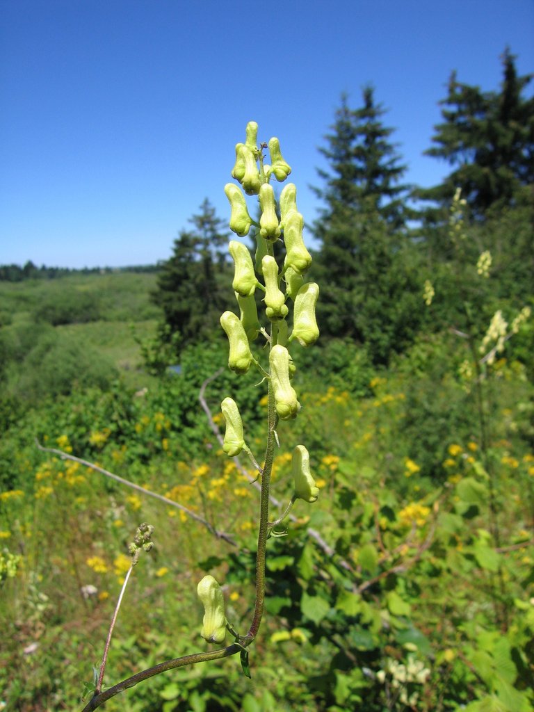 Aconitum lycoctonum